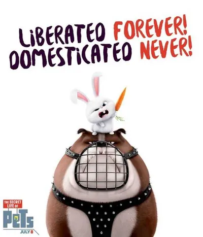 The Secret Life Of Pets  Funny Pictures And Quotes 001