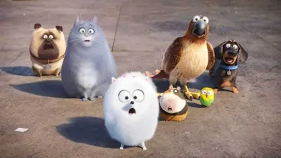 The Secret Life Of Pets  Funny Pictures And Quotes 005