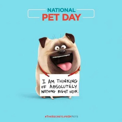 Secret Life Of Pets Quote