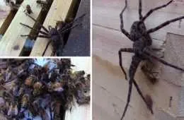 Honey Bees Attack And Kill A Huge Spider