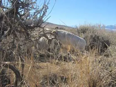 RareJakalopeRutPictures3