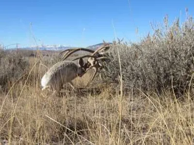 RareJakalopeRutPictures4