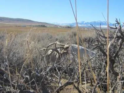 RareJakalopeRutPictures5