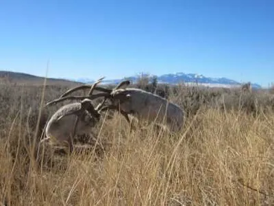 RareJakalopeRutPictures7