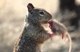 Squirreleatingamousefeatured