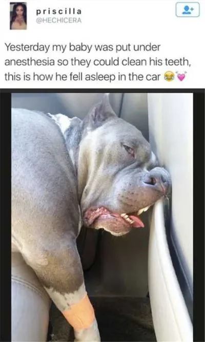 Funny Animal Pictures Youre Going To Love 004