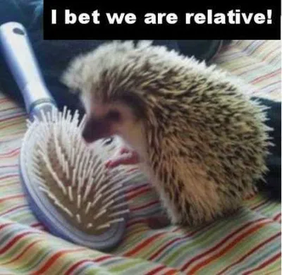 Funny Animal Pictures Youre Going To Love 011