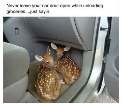 Funny Animal Pictures Youre Going To Love 014