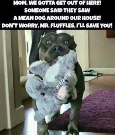 Funny Animal Pictures Youre Going To Love 020