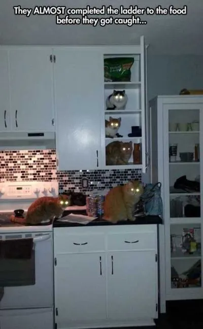 Funny Animal Pictures Youre Going To Love 025