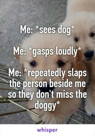 Funny Animal Pictures Youre Going To Love 033