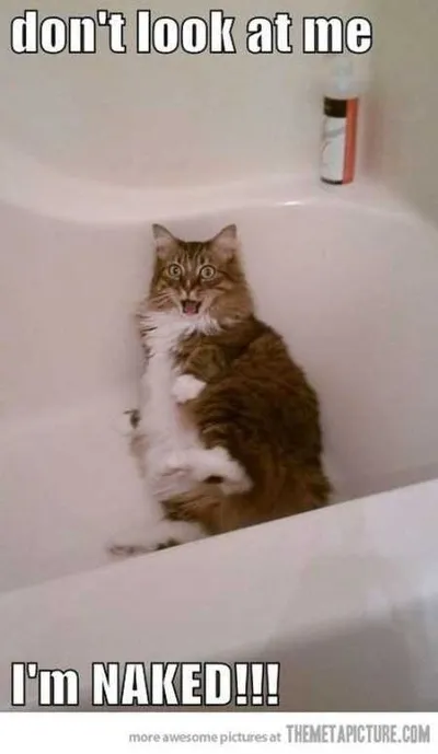 Funny Animal Pictures Youre Going To Love 035