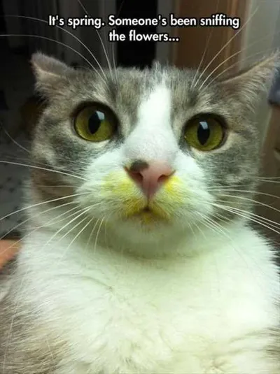 Very Funny Pictures 009