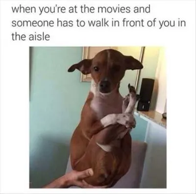 Funny Dog With Its Legs Up