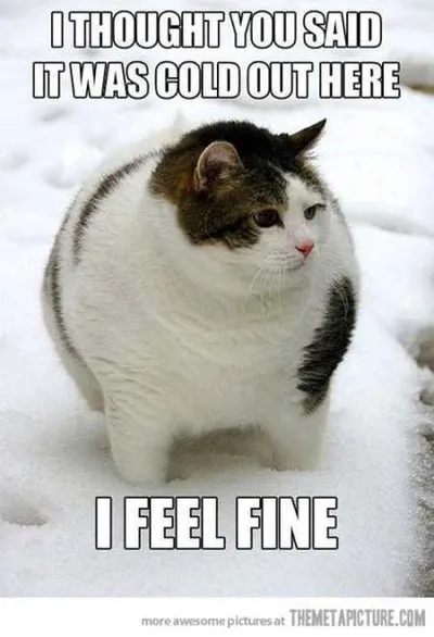 Absolutely Hilarious Animal Pictures 010