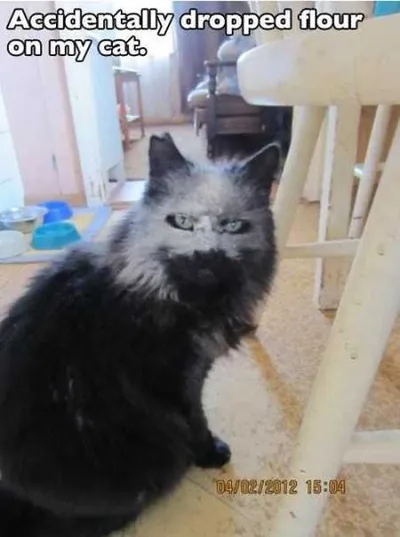 Absolutely Hilarious Animal Pictures 012