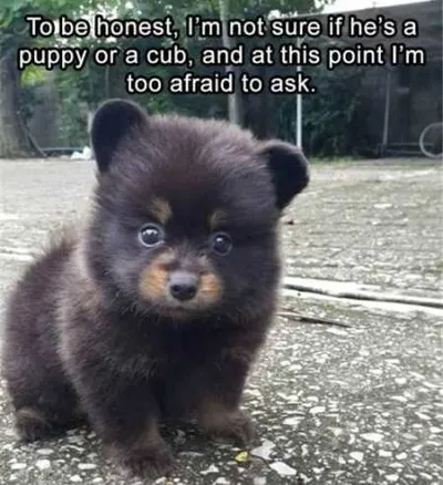 Absolutely Hilarious Animal Pictures 017