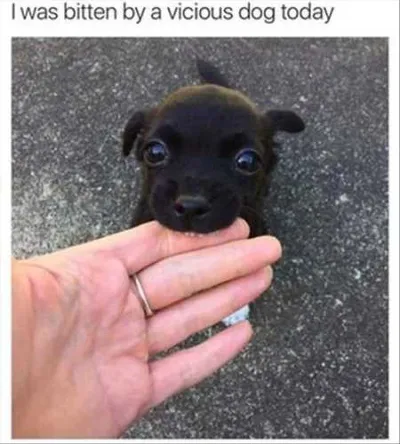 Absolutely Hilarious Animal Pictures 018