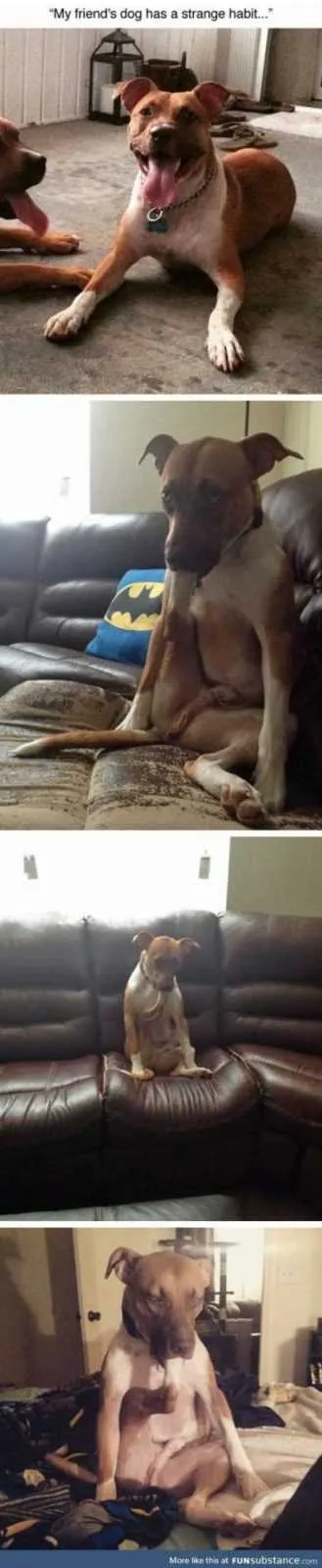 Absolutely Hilarious Animal Pictures 019