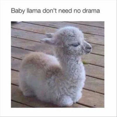 Absolutely Hilarious Animal Pictures 025