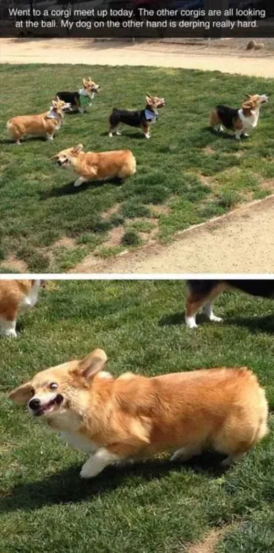 Absolutely Hilarious Animal Pictures 026