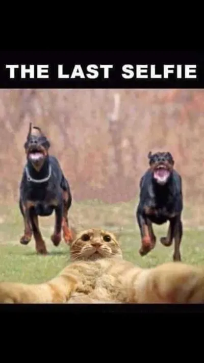 Great Funny Animals Pictures 0003