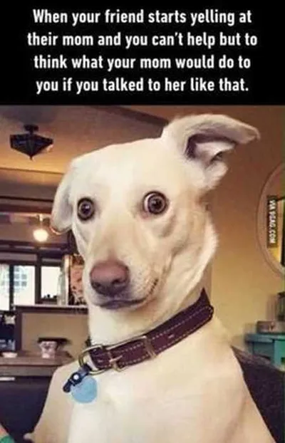 Great Funny Animals Pictures 0007