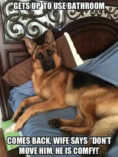 Great Funny Animals Pictures 0010