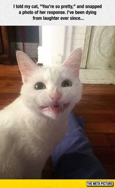 Great Funny Animals Pictures 0020