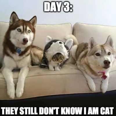 Great Funny Animals Pictures 0023