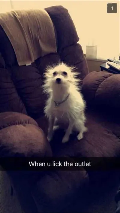 Great Funny Animals Pictures 0033