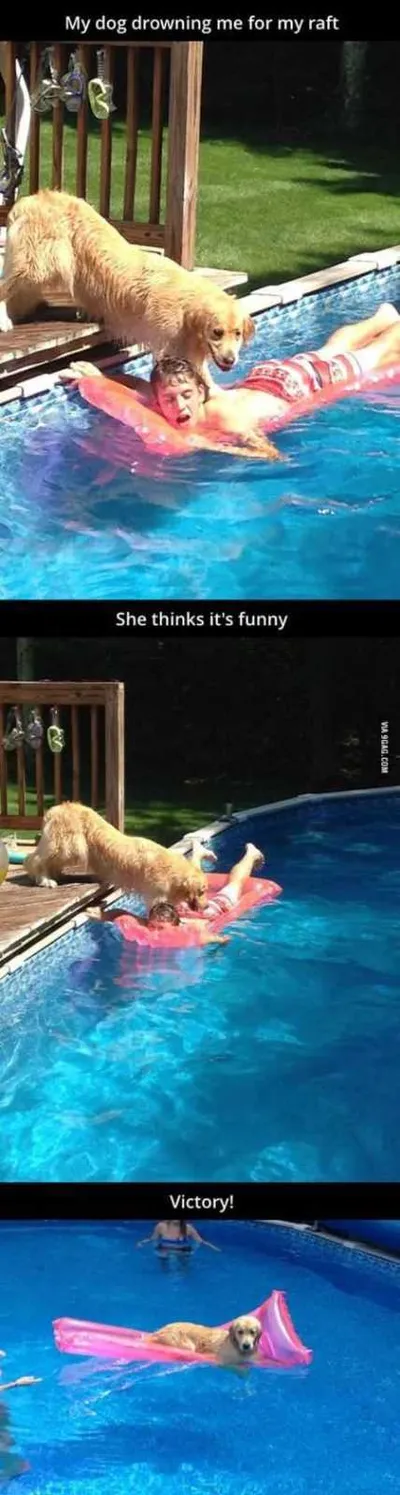 Absolutely Hilarious Animal Pictures 302