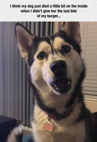 Absolutely Hilarious Animal Pictures 307