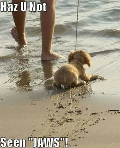 Absolutely Hilarious Animal Pictures 309