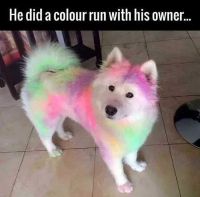 Absolutely Hilarious Animal Pictures 310