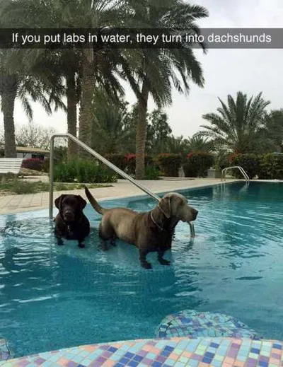 Absolutely Hilarious Animal Pictures 314