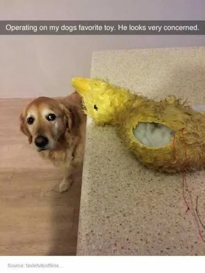 Absolutely Hilarious Animal Pictures 315