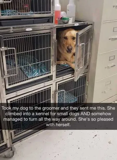 Absolutely Hilarious Animal Pictures 320