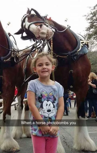 Absolutely Hilarious Animal Pictures 321