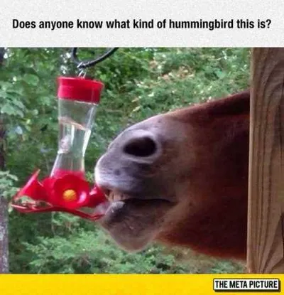 Absolutely Hilarious Animal Pictures 322