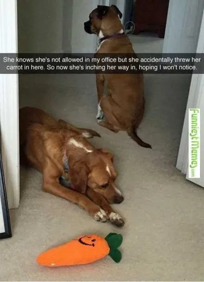 Absolutely Hilarious Animal Pictures 323