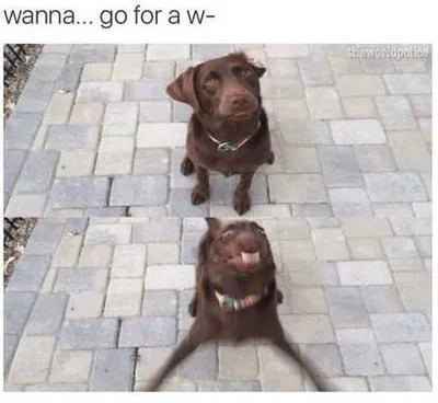 Absolutely Hilarious Animal Pictures 324