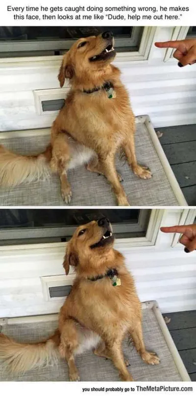 Absolutely Hilarious Animal Pictures 325