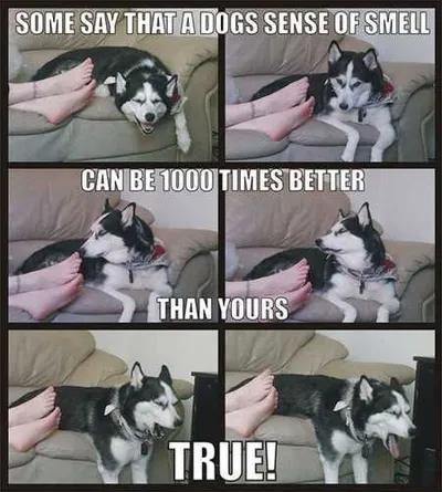 Absolutely Hilarious Animal Pictures 327