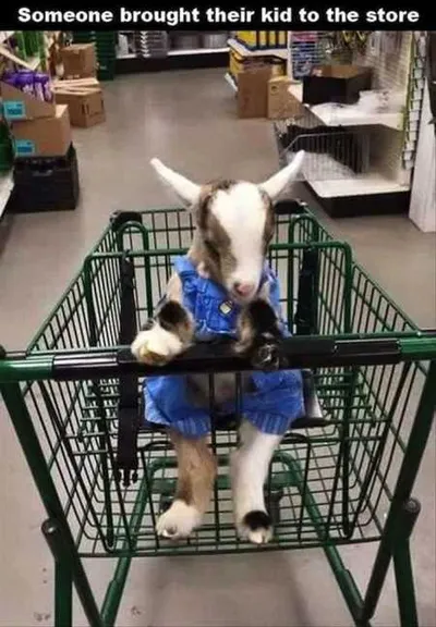 Absolutely Hilarious Animal Pictures 330