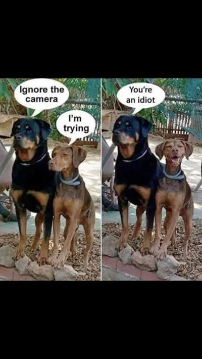 Absolutely Hilarious Animal Pictures 332