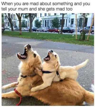 Absolutely Hilarious Animal Pictures 337