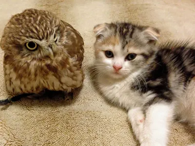 Animal Catowls