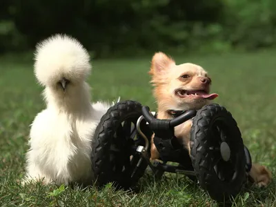 Animal Dogandchicken