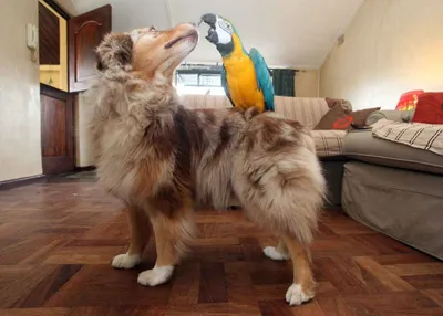 Animal Dogparrot